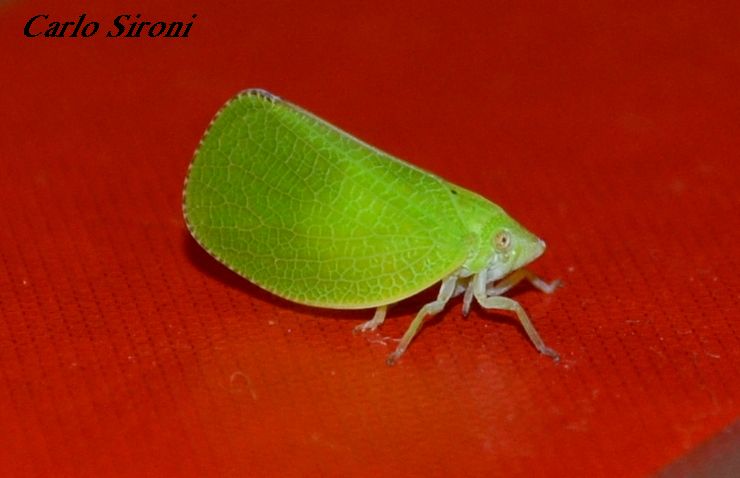 Acaloniidae: Acanalonia conica della Lombardia
